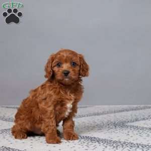 Tootsie, Cavapoo Puppy